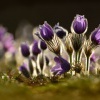 Koniklec velkokvety - Pulsatilla grandis 0196